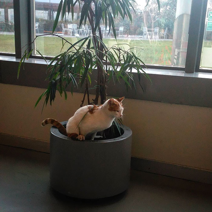 The Cat Who Entered The Dining Room While The "My Life Is So Shitty" Mindset Among The Lunchtime Of My Sunday Lunch, Jumped On The Flowerpot In Front Of Me