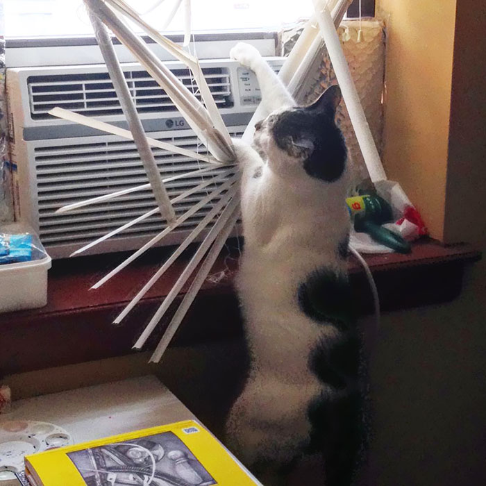 Captured Coco's Fall Unexpectedly