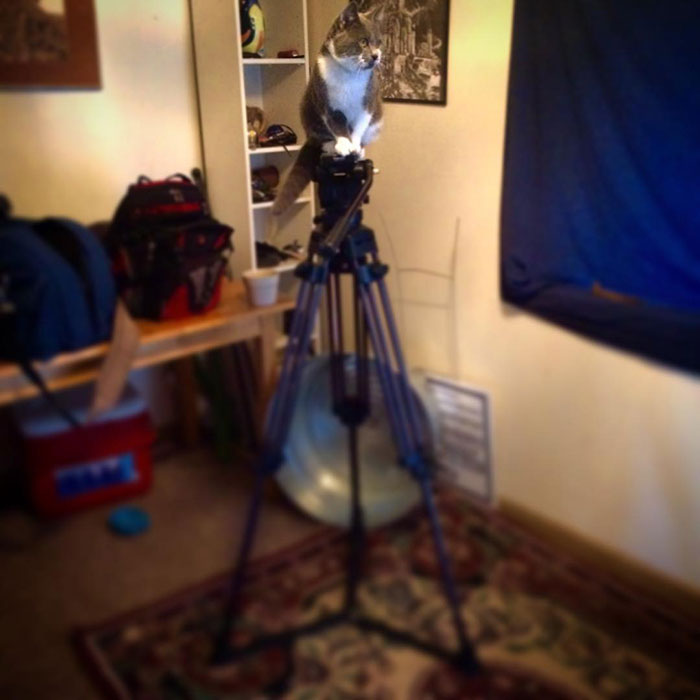 That's A Nice Catmera You Got There