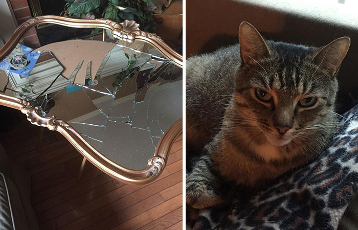 Surprise When I Got Home. If I Had To Pick Out A Suspect In A Lineup My Cat Pharoah Was Probably Chasing A Fly