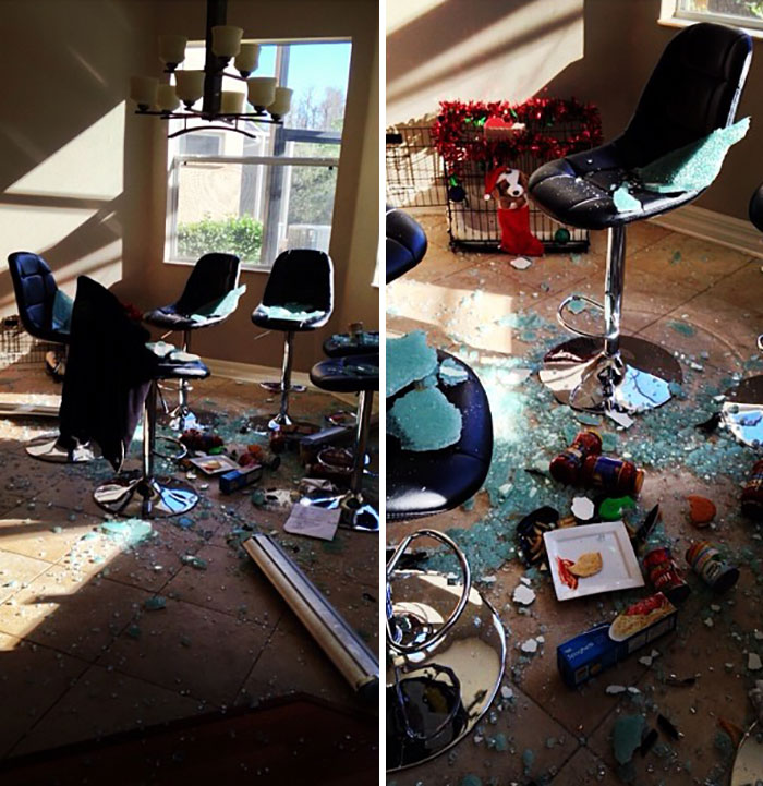 So My Wonderful Cat Decided To Break My Glass Kitchen Table. This Is Just Nice