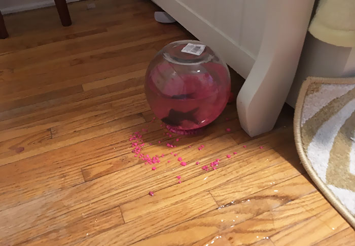 25+ Divertidas fotos que demuestran que los gatos tienen muy mala leche