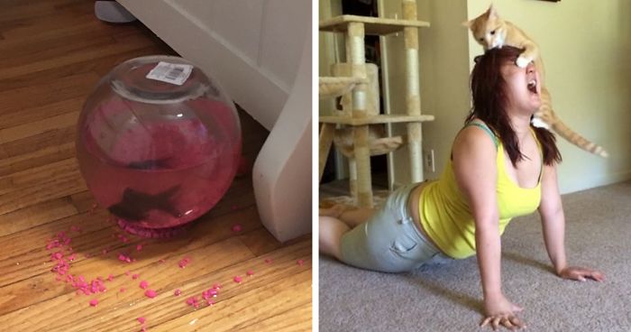 50 Hilarious Photos That Prove Cats Are The Biggest Jerks