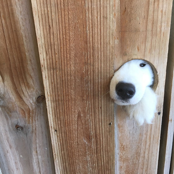 The Other Side Of The Fence