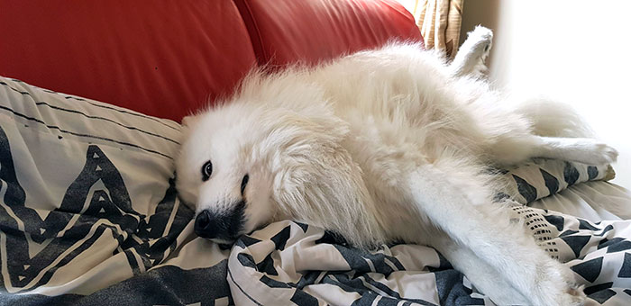 The Look I Get Whenever I Wake Him Up