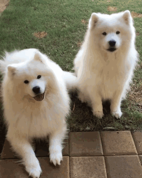 Just Two Happy Samoyeds Being Absolutely Adorable