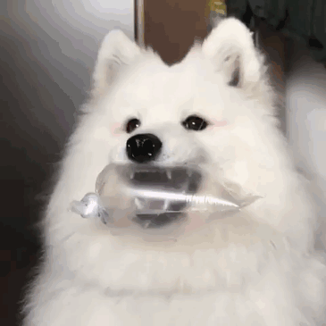 Samoyed Softly Chomp