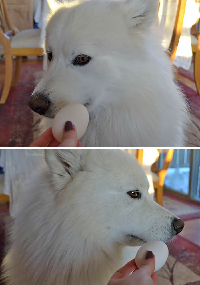 Trying To Get My Samoyed To Hold An Egg In His Mouth