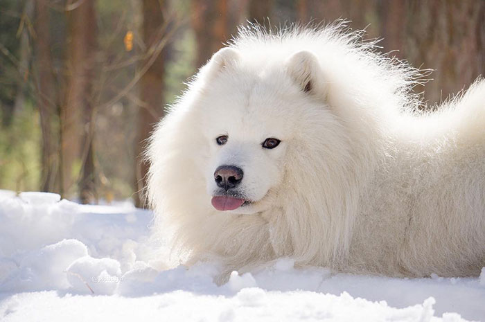 I'm Not Sharing My Snow With Anyone