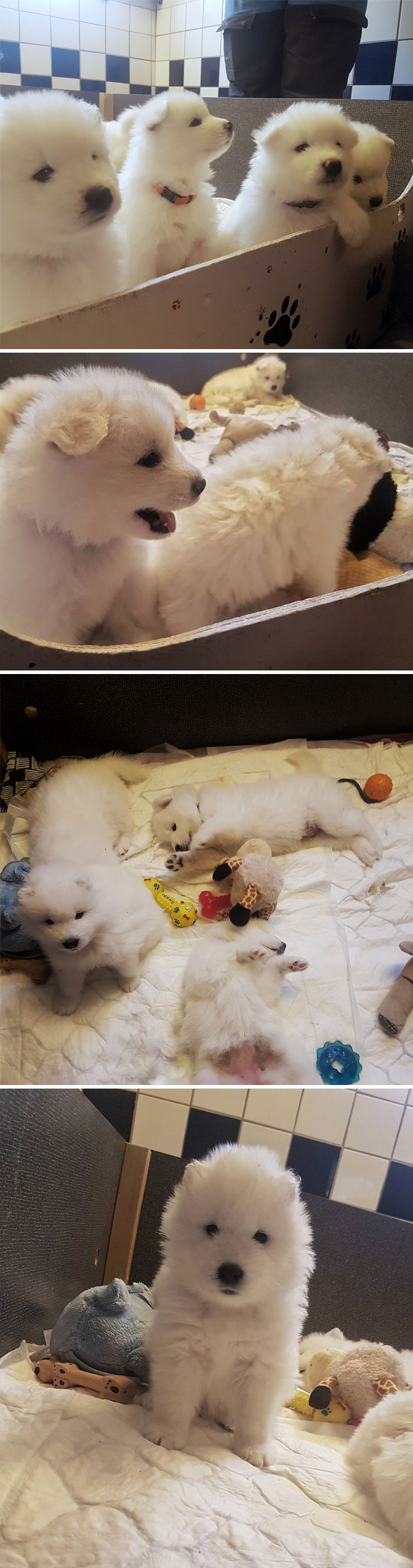 A Litter Of Tiny Polar Bears