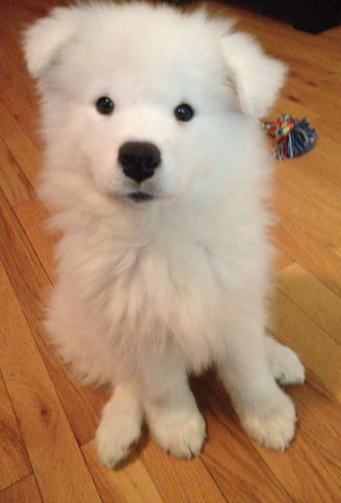 Samoyed Puppy Turned 10 Weeks Old Yesterday