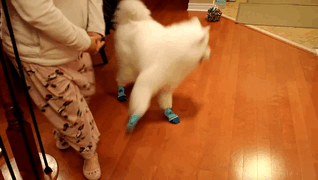 Samoyed Puppy With His New Socks