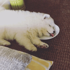 I Dare You To Try Sleep Drinking. They're Thinking Of Making It An Extreme Sport