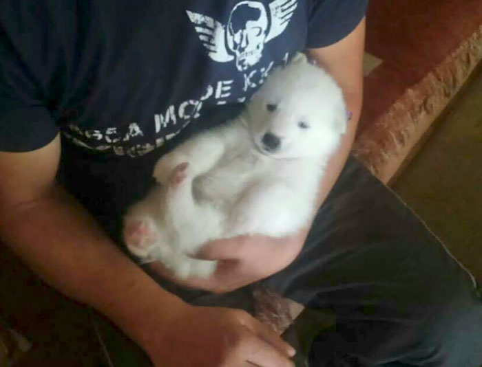 My Samoyed Looks More Like Polar Bear Than Yours