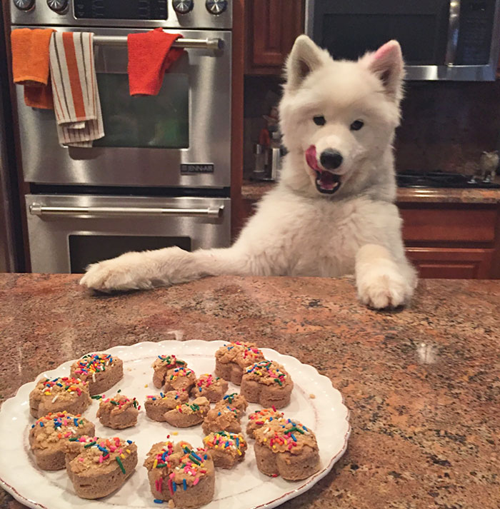 Franco The Samoyed About To Devour His Dog-Friendly Cookies