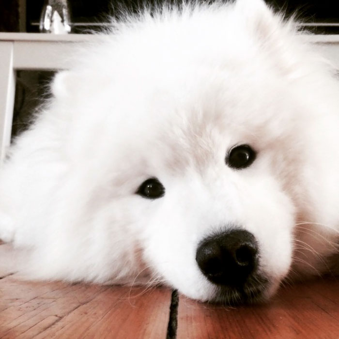 Meet Mya My Five Year Old Samoyed