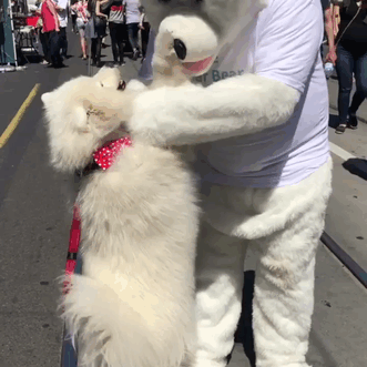 Big White Fluff Meets Bigger White Fluff