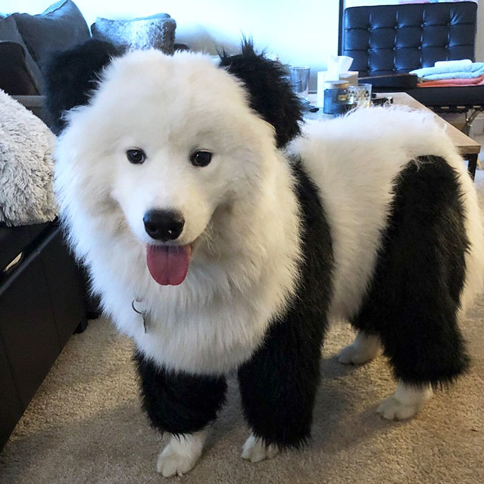 Enzo Was A Panda For Halloween
