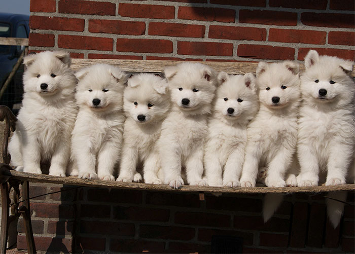 Good Morning Everybody!