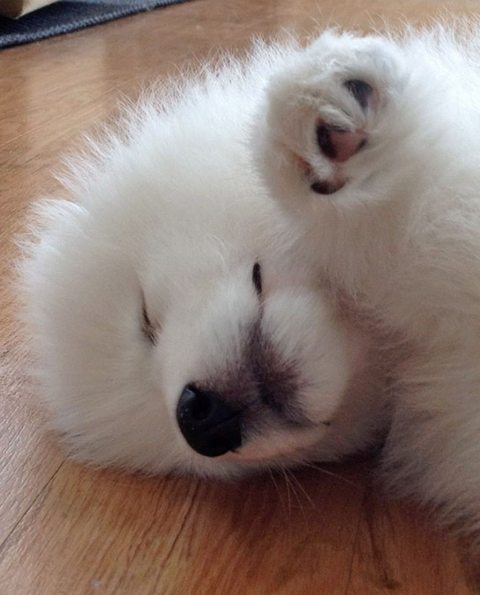 Our Sleepy Samoyed Puppy