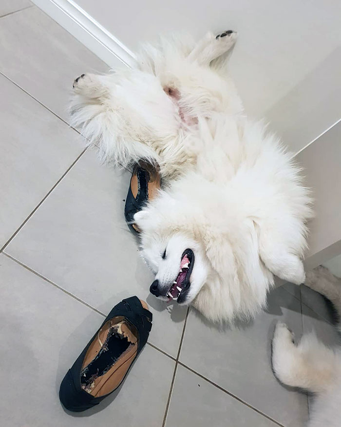 Gets Into Trouble, Acts Dead