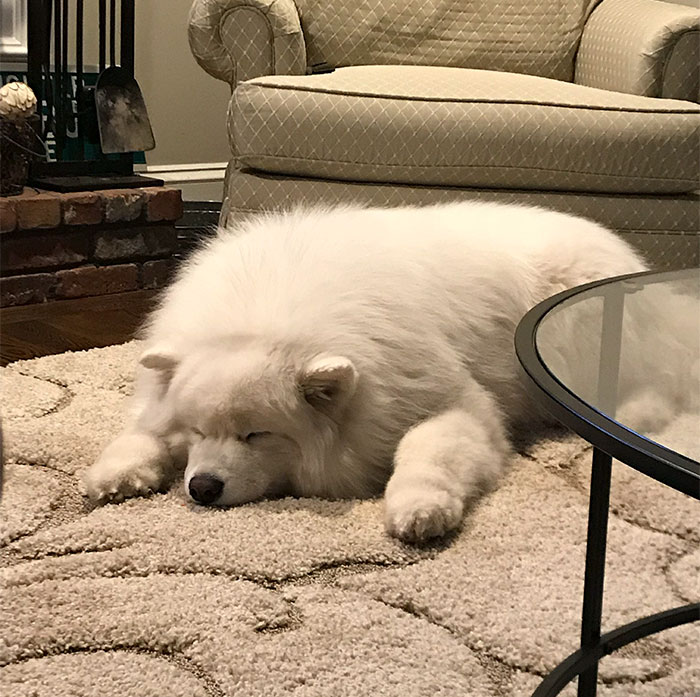 Polar Bear Rug