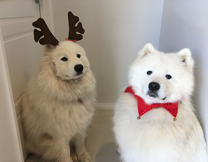 Pups Not Exactly Thrilled With Christmas Photo