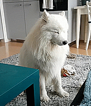Sleepy Samoyed Puppy