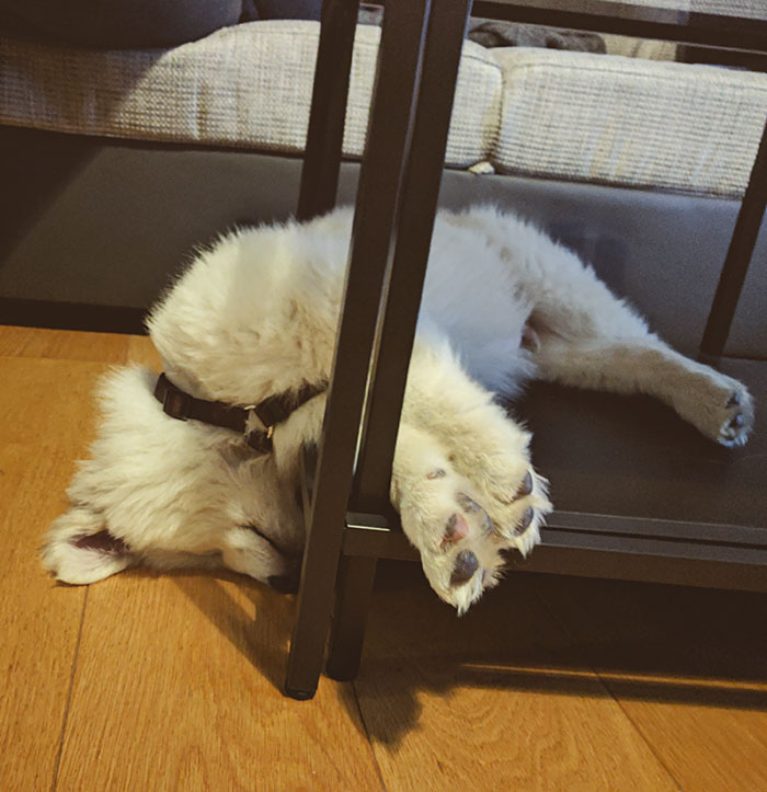 Do You Think I Can Return The Pup I Brought Home Last Friday? I Think It's Broken