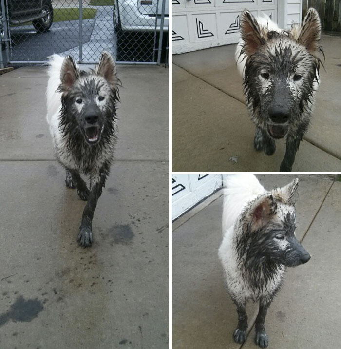 Note To Self: Do Not Leave Your Samoyed Outside For Ten Minutes By Himself On A Rainy Day