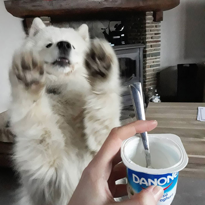 Give Me That Yoghurt