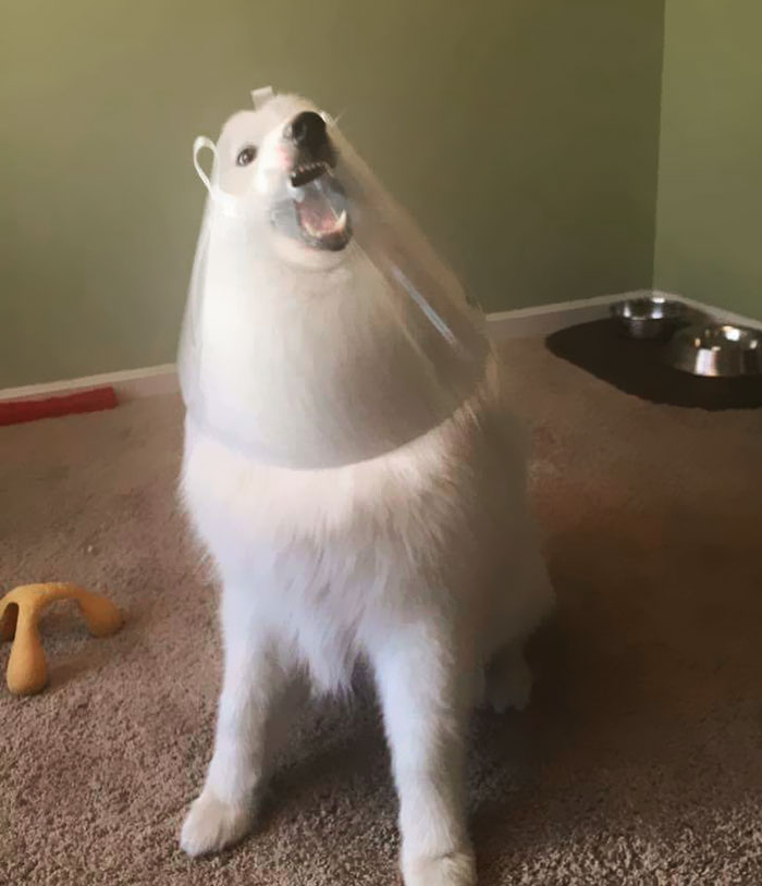 When You Realize Your Dog Is Just As Much Of A Goof As You