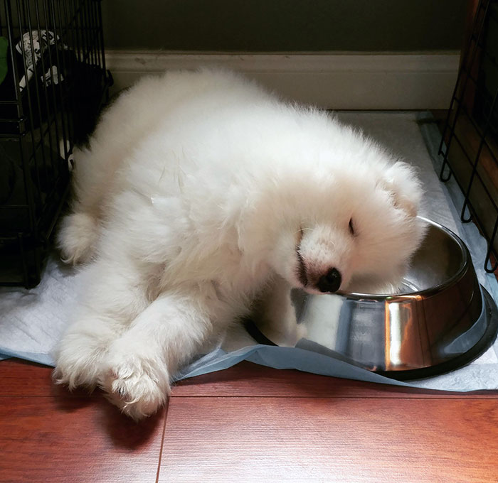 His Name Is Bean And He Is The Best Boy