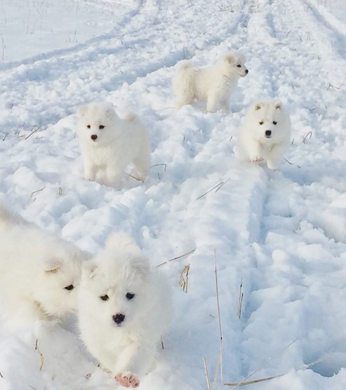 Can You See The Puppies?