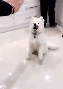 Bambi The Samoyed Waves Hi, Hello
