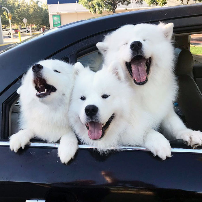 Broom Broom, Come On In