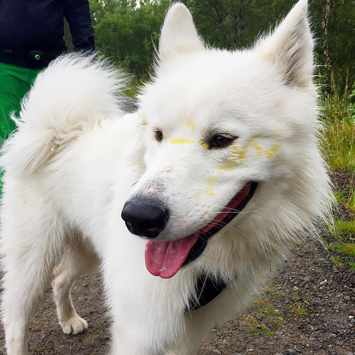 Some Dogs Have A Real Funny Way Of Saying Hello