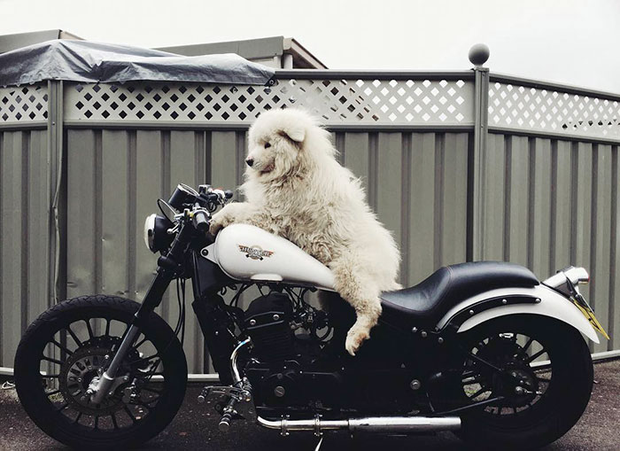 I Thought I Had A Good Boy But Really He's A Bad Boy