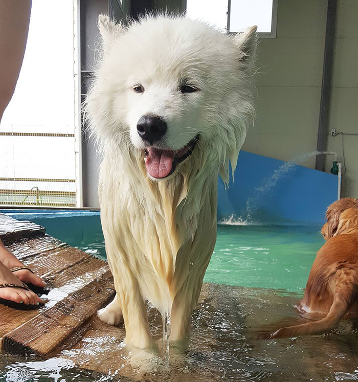 Strangely Looking Polar Bear