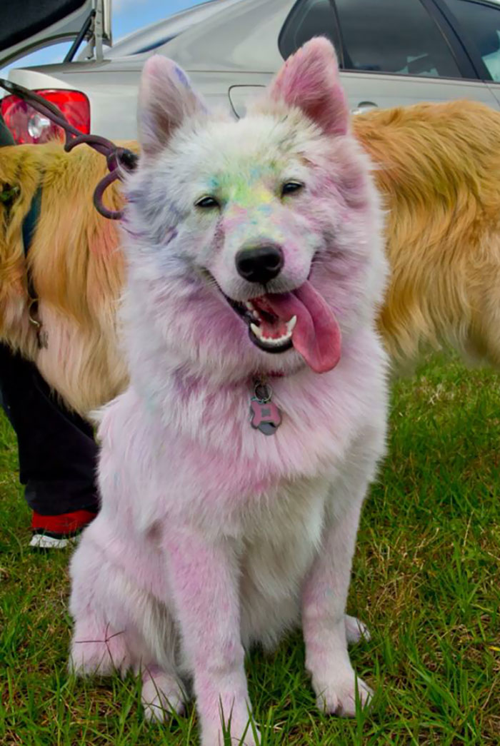 My Roommate Took Her Samoyed To A Color Run