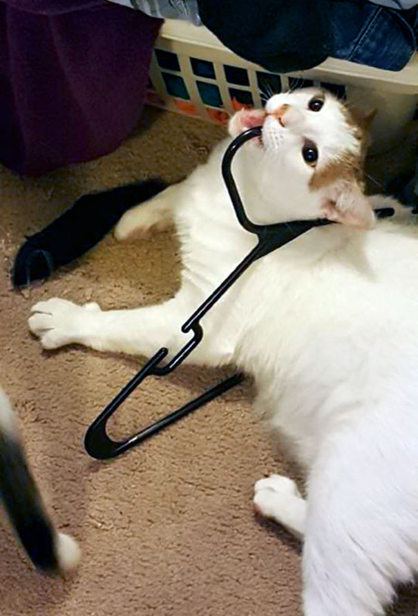 Please Keep This Idiot In Your Thoughts And Prayers. He's Not Sick, Just Very, Very Dumb