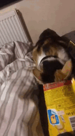 My Cat Isn't The Smartest