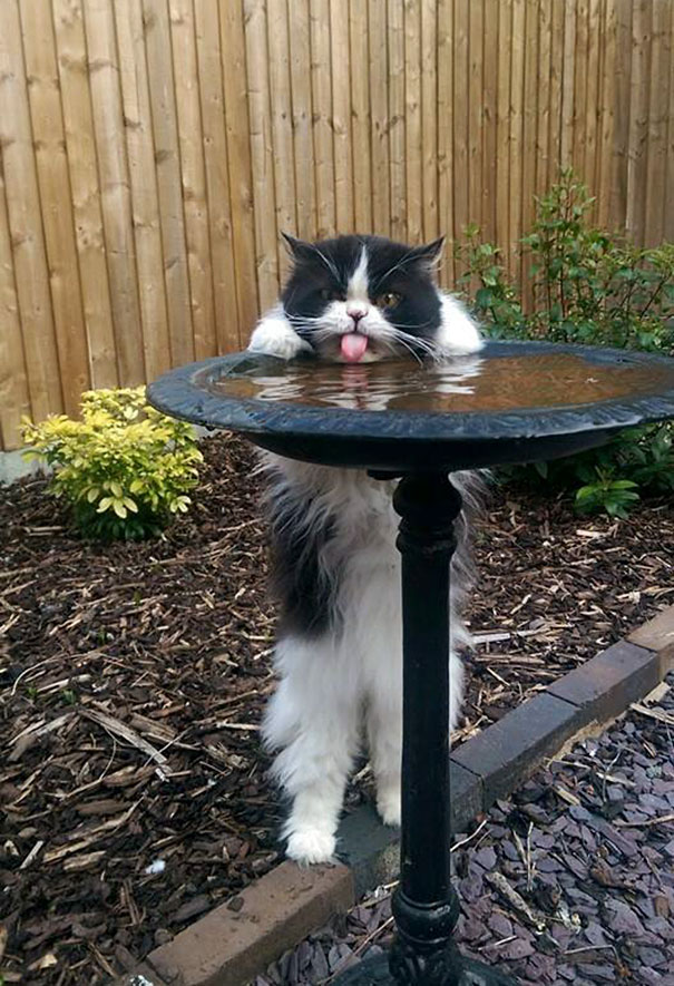 He's Got A Full Bowl Of Water Inside. Moron