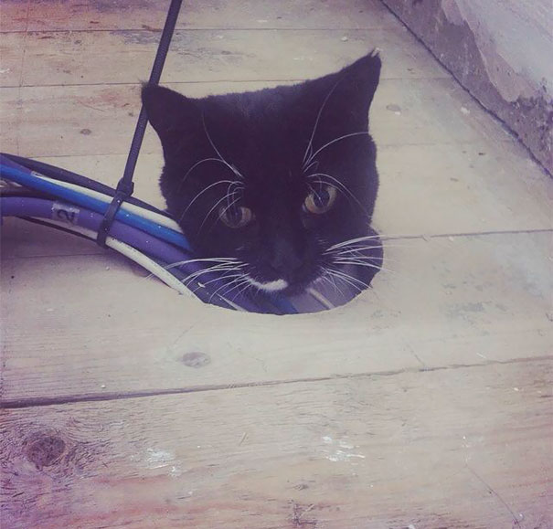 We're Getting Our Living Room Redone, And She Has Somehow Gotten Herself Stuck Under The Floorboards