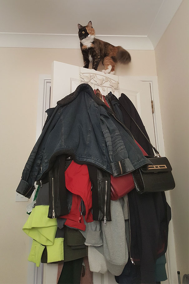 This Idiot Gets Stuck And Meows Till We Rescue Her