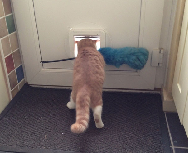 My Cat Keeps Trying To Steal The Feather Duster, Luckily He Never Gets Too Far