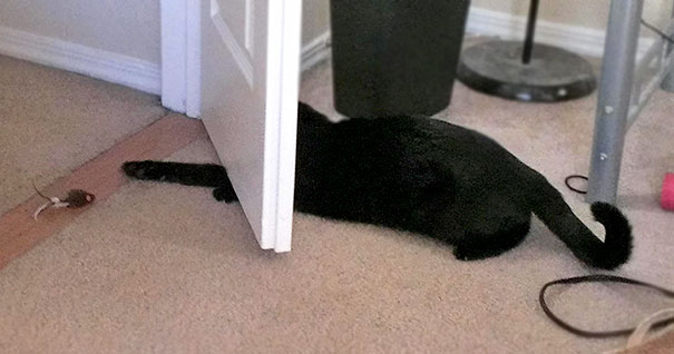 My Cat Is Not A Smart Cat