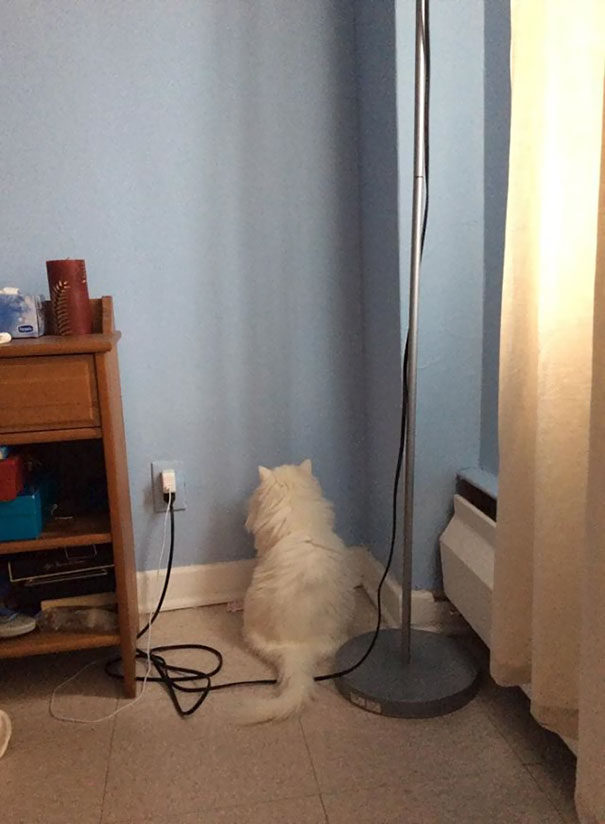 I Never Said I Had A Smart Cat (Don't Worry She's OK)