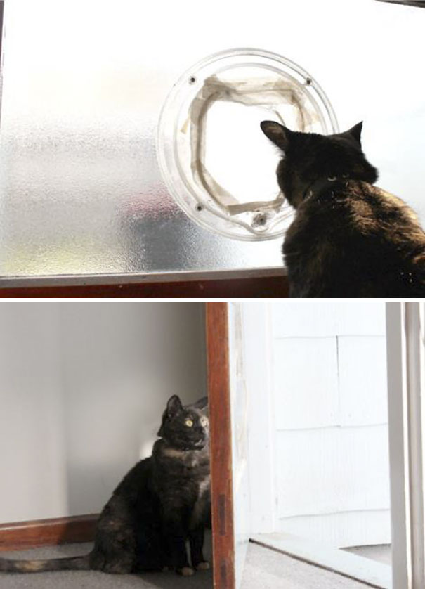 My Cat Couldn't Figure Out The Broken Cat Door. Even After I Opened The Door