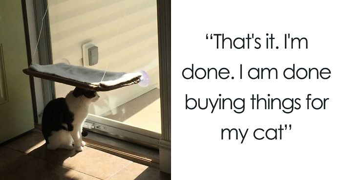 90 Idiot Cats That Will Make You Laugh Out Loud